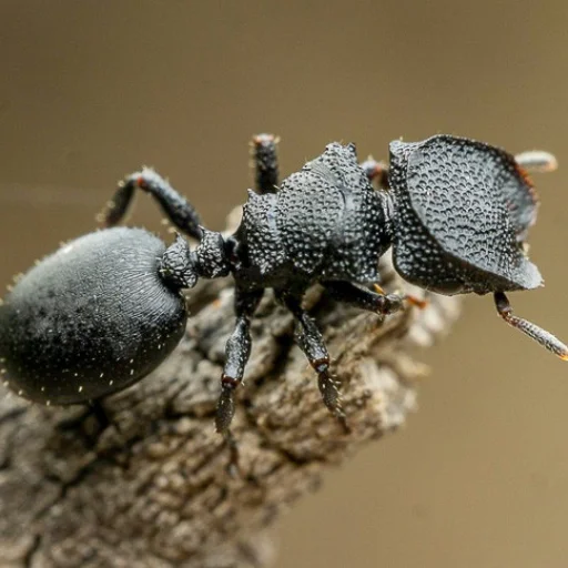 Antsantsants