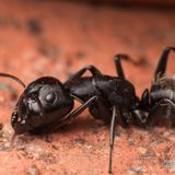 You can see a close-up photo of a Camponotus vagus major-worker.