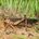 Migratory Locust (Locusta migratoria)