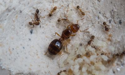 Pheidole pallidula