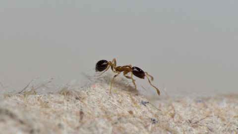 Monomorium floricola worker ant.