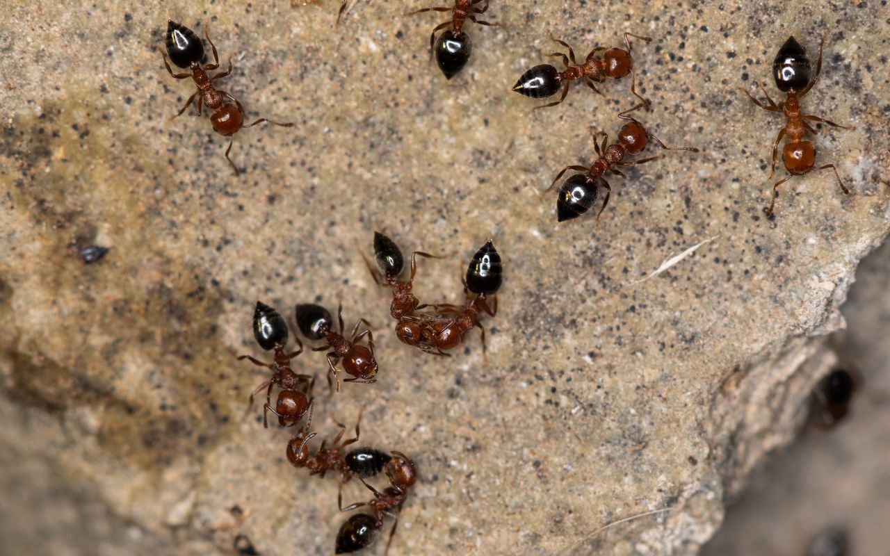 Crematogaster schmidti workers. Two of them do trophallaxis (sharing food).