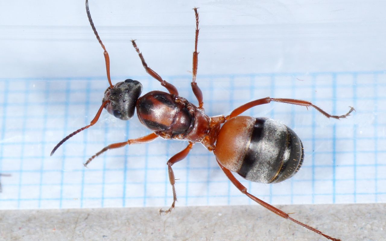 Formica rufibarbis