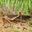 Migratory Locust (Locusta migratoria)