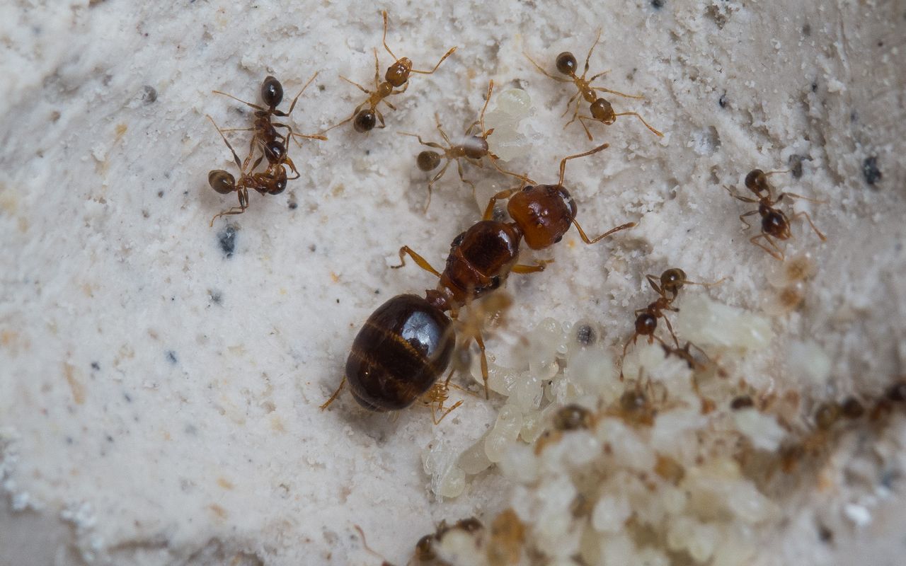 A small Pheidole pallidula colony living in a nest made out of plaster of paris.