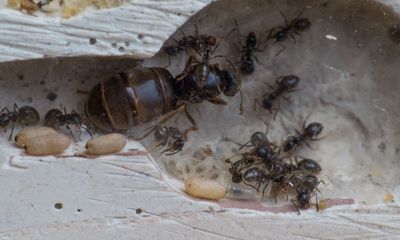 Lasius niger