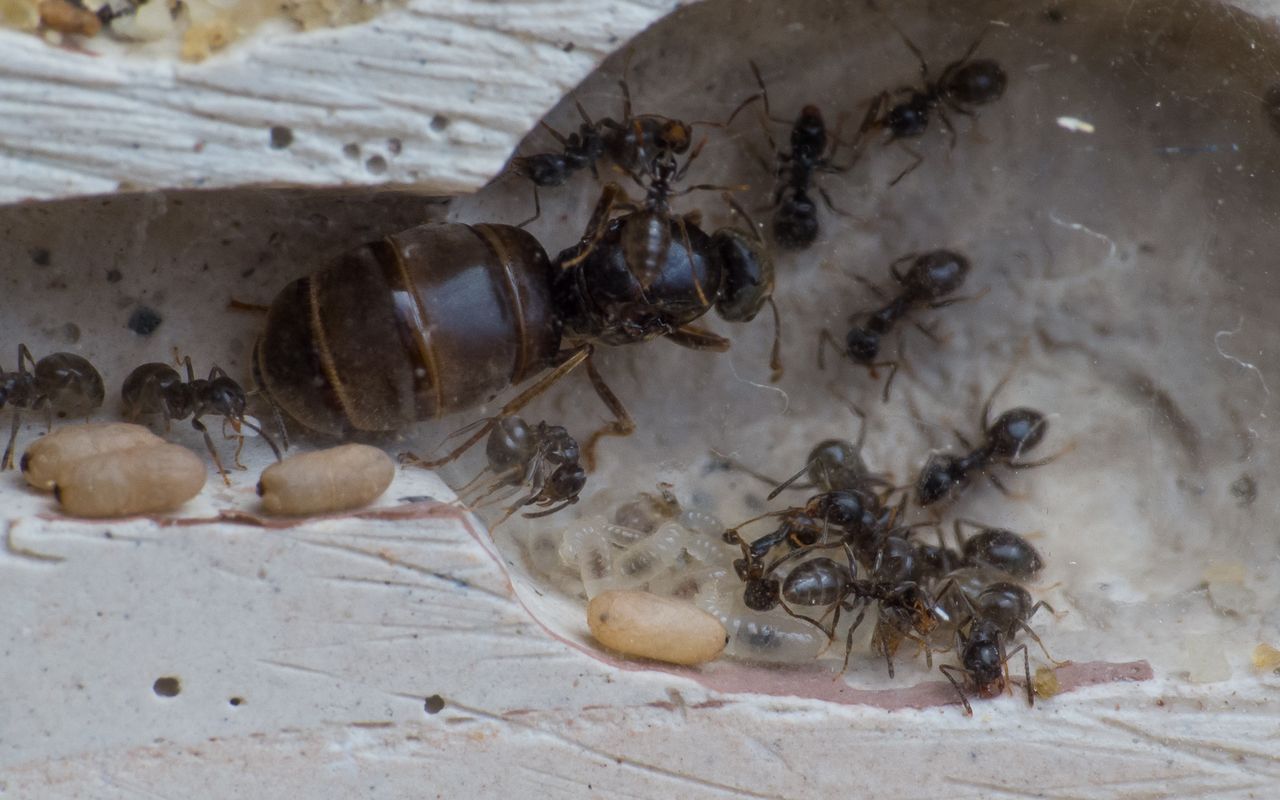 You see a small colony of Lasius cf. niger ants, that live in a nest made out of plaster of paris.