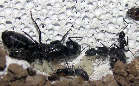 You can see a small Camponotus vagus colony (queen and workers) which lives in a nest made out of Ytong (AAC). You can also see a lot of eggs.