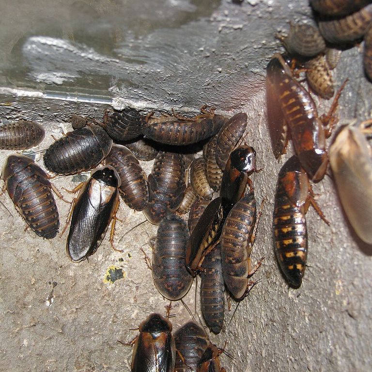 Argentine Wood Roach (Blaptica dubia)