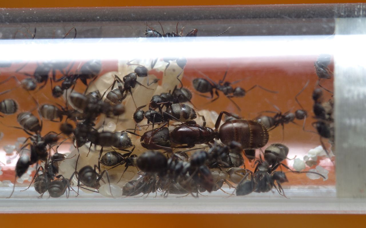 Close-up of a Camponotus brevis colony in a test tube nest.