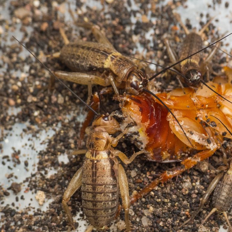 Silent Field Cricket (Gryllus assimilis)
