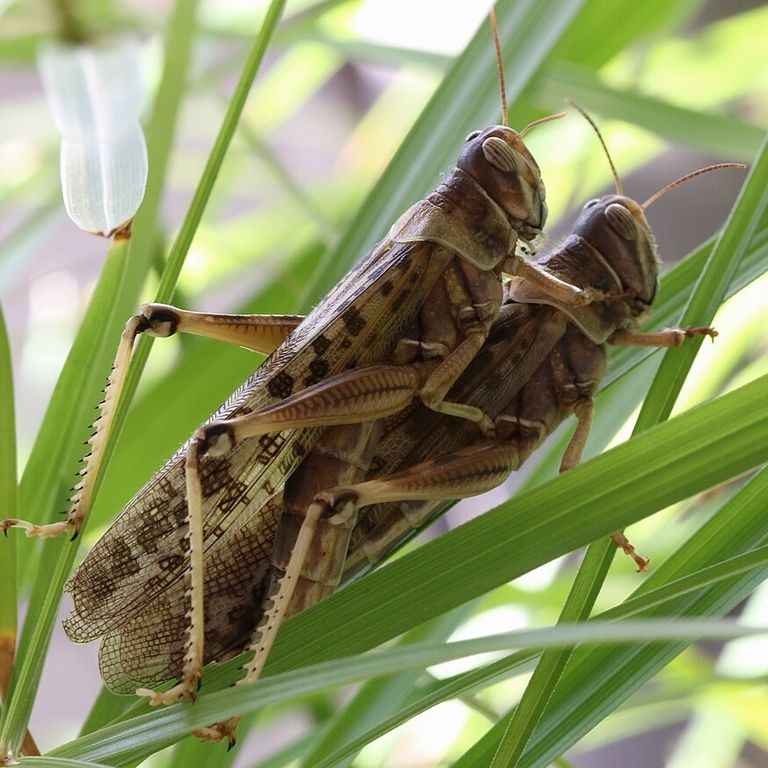 Desert Locust (Schistocerca gregaria)