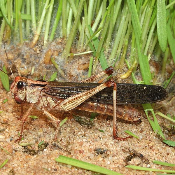 Migratory Locust (Locusta migratoria)