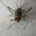 House Cricket (Acheta domesticus)