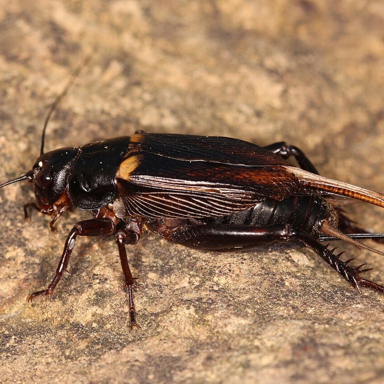 Two-Spotted Cricket (Gryllus bimaculatus)