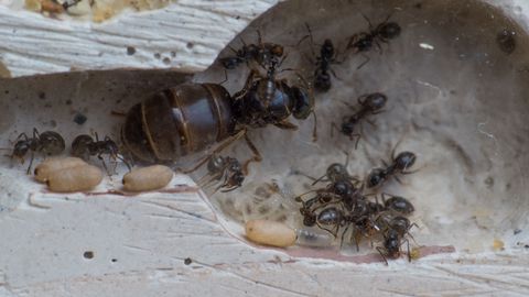 You see a small colony of Lasius cf. niger ants, that live in a nest made out of plaster of paris.