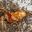 Silent Field Cricket (Gryllus assimilis)
