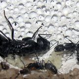 You can see a small Camponotus vagus colony (queen and workers) which lives in a nest made out of Ytong (AAC). You can also see a lot of eggs.