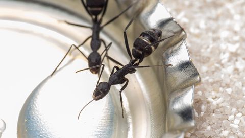Camponotus cruentatus worker drinking sugar water
