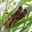 Desert Locust (Schistocerca gregaria)