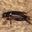Two-Spotted Cricket (Gryllus bimaculatus)