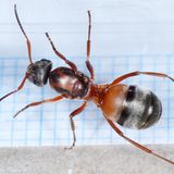Formica rufibarbis