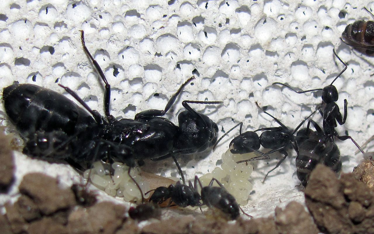 You can see a small Camponotus vagus colony (queen and workers) which lives in a nest made out of Ytong (AAC). You can also see a lot of eggs.
