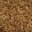 Mealworm (Tenebrio molitor)