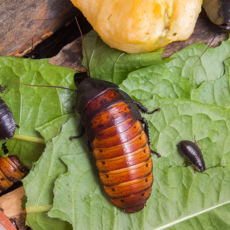 Madagascar Hissing Cockroach (Gromphadorhina portentosa)