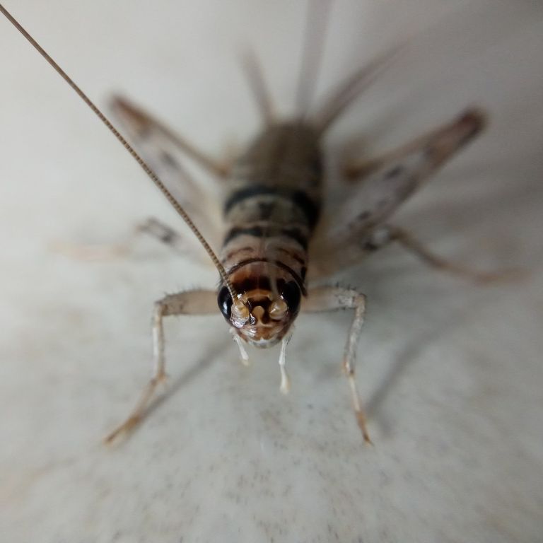 House Cricket (Acheta domesticus)