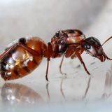 Formica rufibarbis