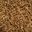 Mealworm (Tenebrio molitor)