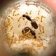 Solenopsis fugax (2021)