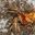 Silent Field Cricket (Gryllus assimilis)