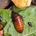 Madagascar Hissing Cockroach (Gromphadorhina portentosa)