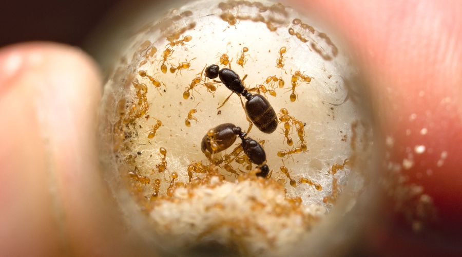 Solenopsis fugax (2021)
