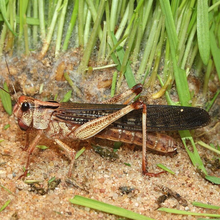 Migratory Locust (Locusta migratoria)