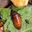 Madagascar Hissing Cockroach (Gromphadorhina portentosa)