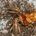 Silent Field Cricket (Gryllus assimilis)