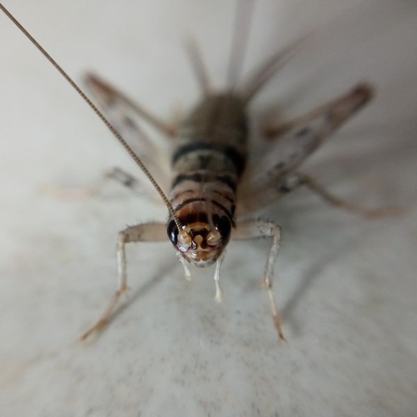 House Cricket (Acheta domesticus)
