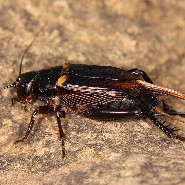 Two-Spotted Cricket (Gryllus bimaculatus)