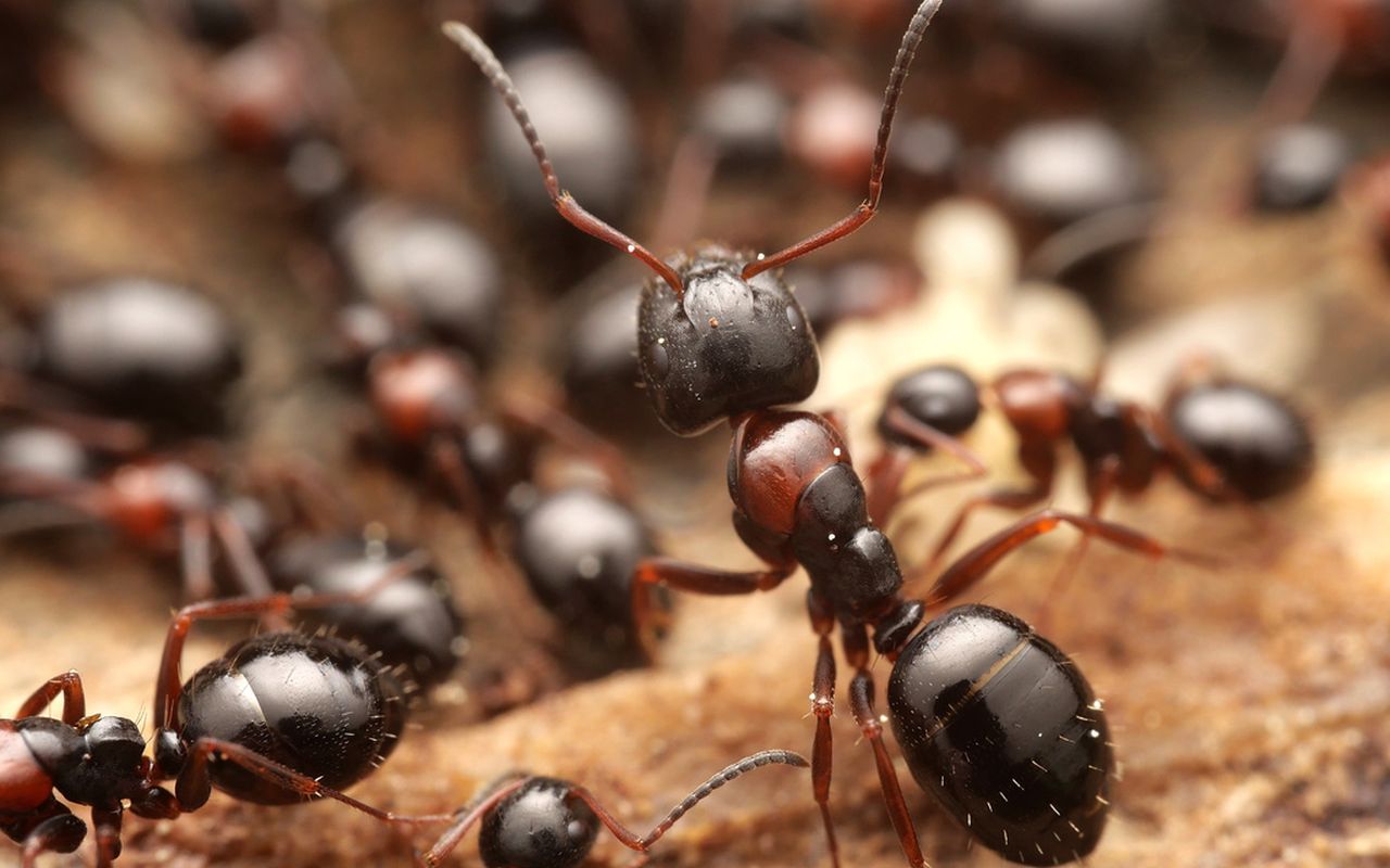 Camponotus dalmaticus