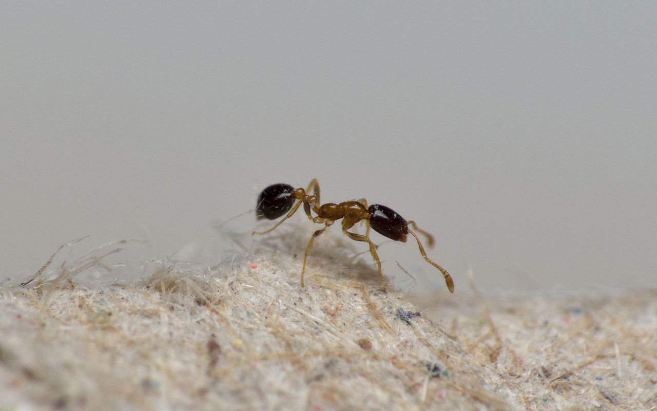 Monomorium floricola worker ant.