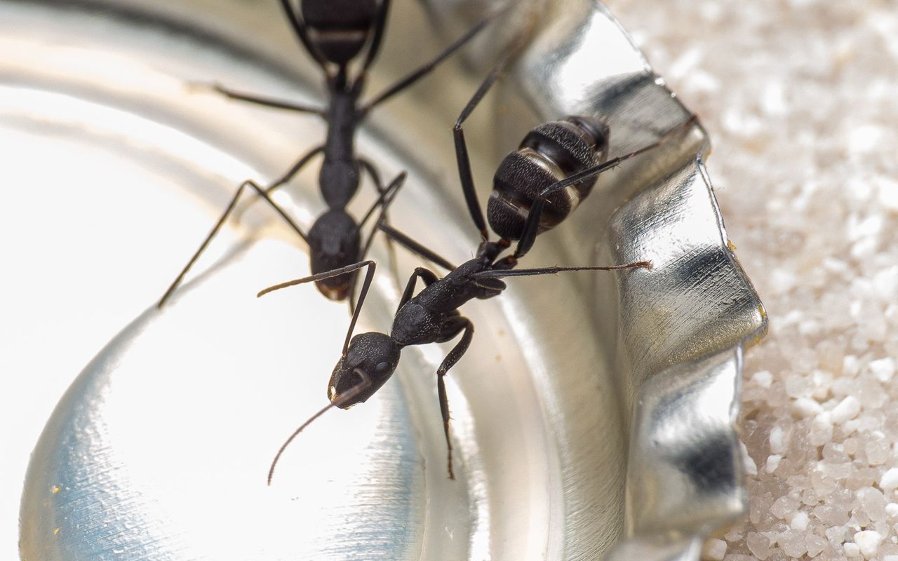 Camponotus cruentatus worker drinking sugar water