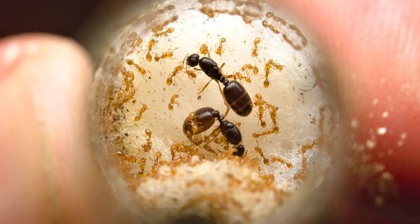 Solenopsis fugax (2021)