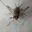 House Cricket (Acheta domesticus)