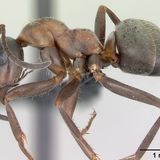 Formica rufibarbis