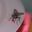 Housefly (Musca domestica)