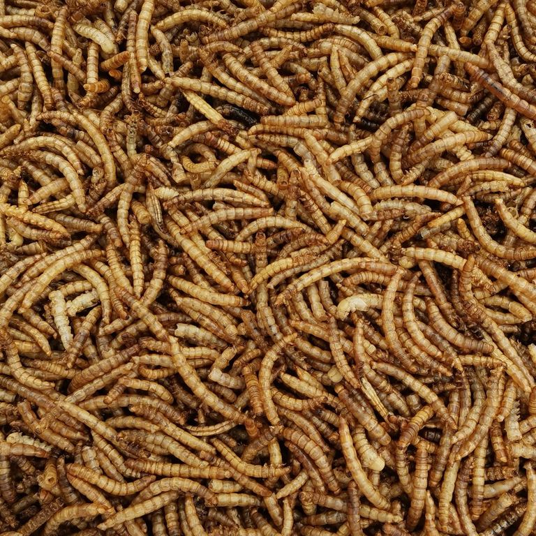 Mealworm (Tenebrio molitor)