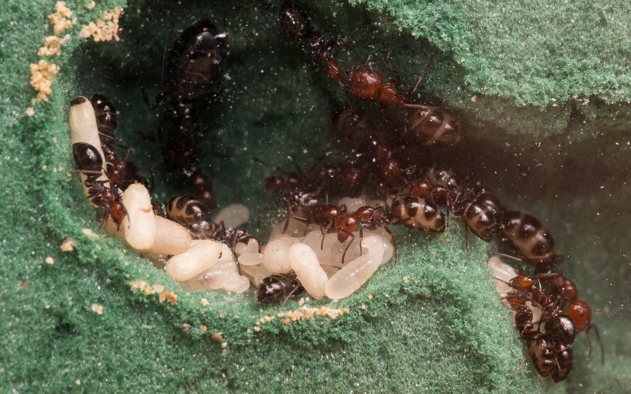 A small Camponotus lateralis colony in a nest made out of floristic foam. On the picture you see the queen, workers, pupae.